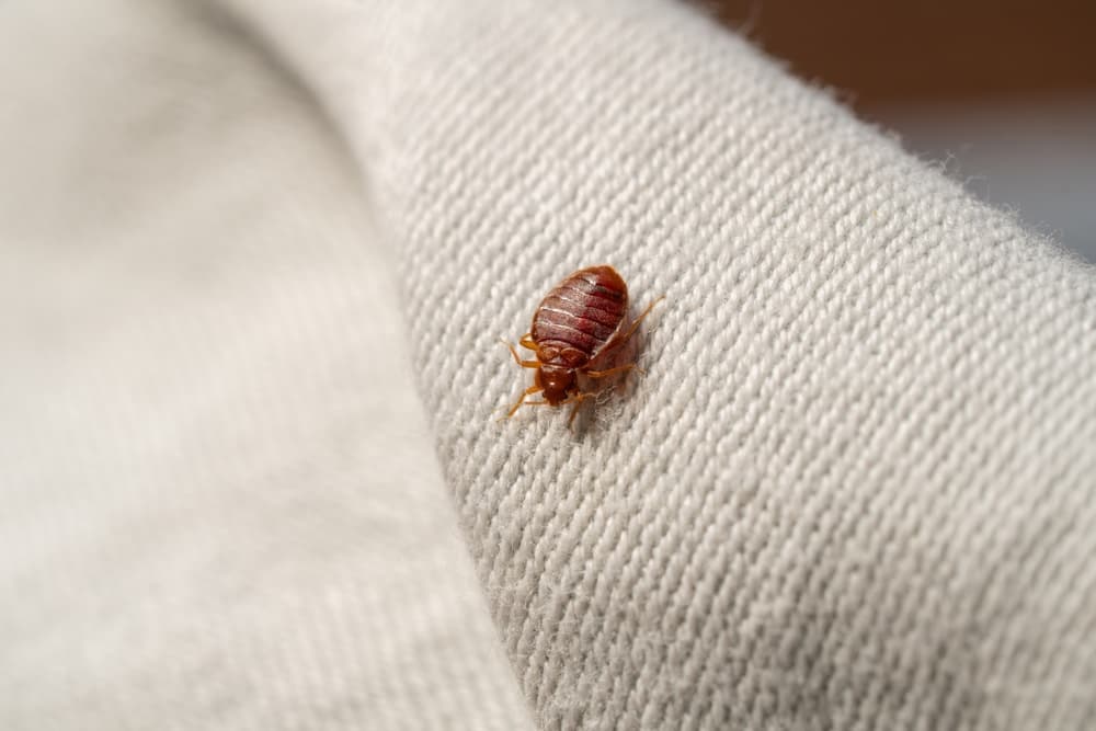 Bed bugs on bedding