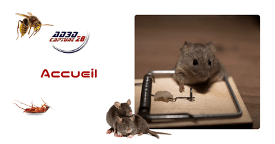 Logo Dératisation Désinsectisation Ad3d Capture 28 À Dreux- Guêpes-frelons-insectes et Animaux Nuisibles