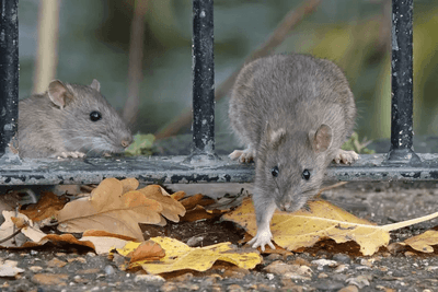 Logo Guêpe Buster