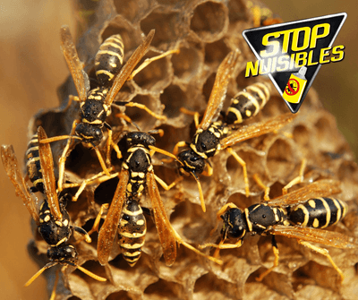 Logo Stop Nuisibles 08