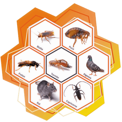 Logo Stop Nuisibles Occitanie Termites Humidité